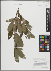 Foto von Salix appendiculata Vill.